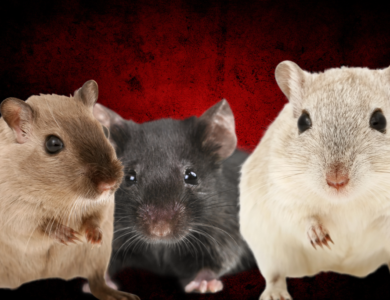 Nos transformaram em meros ratos | Foto: Canva